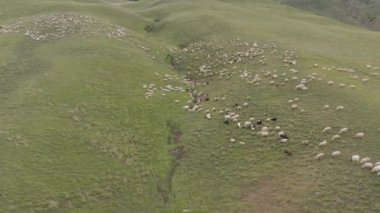 4 k dağda otlayan koyun sürüsü dron