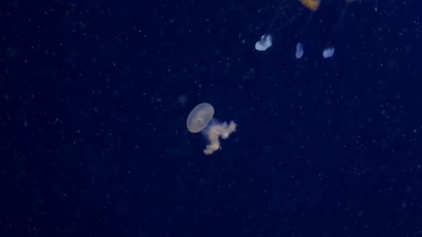 Medusas en el océano azul profundo con iluminación brillante — Vídeo de stock