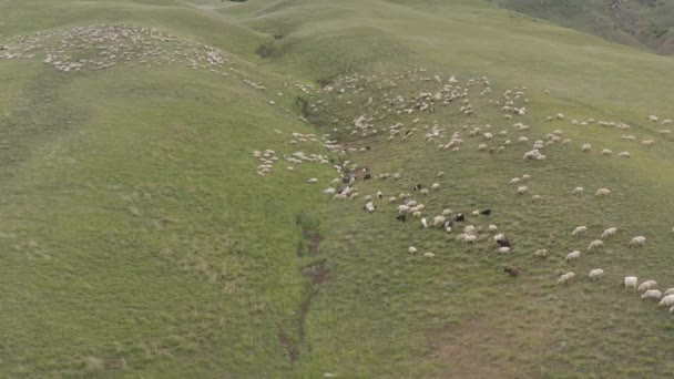 Un rebaño de ovejas pastando en las montañas 4K Drone — Vídeos de Stock