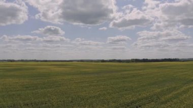 Letonya 'da Sarı Tecavüz Tarlaları İnsansız Hava Aracı Çekimi