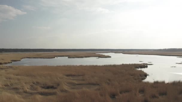 Річка Ліппе біля Балтійського моря і жовта трава в Юрмалі (Латвія). — стокове відео