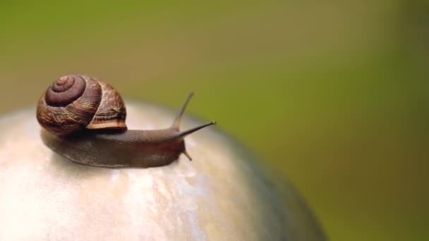 Caracol arrastrándose sobre una piedra en Macro tiro día de verano — Vídeo de stock