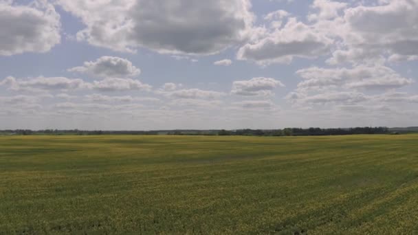 Żółte pola rzepaku Drone shot w Europie Łotwa — Wideo stockowe