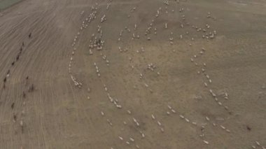 Bir koyun ve inek sürüsü dağlarda otluyor 4k Drone