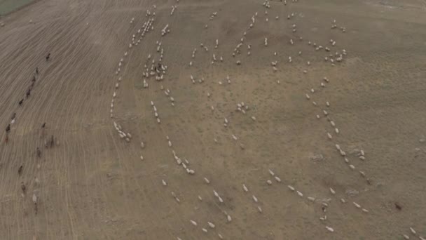 Un rebaño de ovejas y vacas pastando en las montañas 4K Drone — Vídeos de Stock