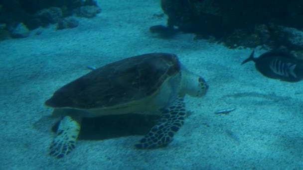 Sea Turtle aquarium Monaco Monte Carlo Oceanographic Museum — Stock Video