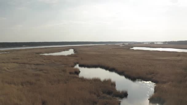 Rzeka Liepupe w pobliżu Morza Bałtyckiego i żółta trawa w Jurmala na Łotwie — Wideo stockowe