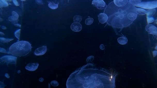 Medusas en el océano azul profundo con iluminación brillante — Vídeos de Stock