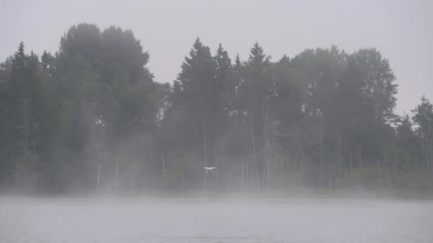 Dimma över sjön nära tallskog, solnedgång Europa — Stockvideo