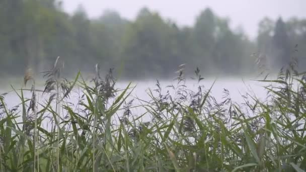 Nebbia sul lago vicino alla pineta, tramonto Europa — Video Stock