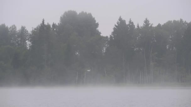 Brouillard sur le lac près de la pinède, coucher de soleil Europe — Video