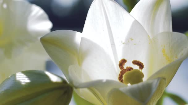 山の近くのグルジアフィールドの白いユリの花 — ストック動画