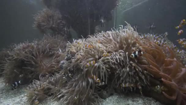 Peces payaso en acuario en Mónaco Oceanographic Museum — Vídeos de Stock