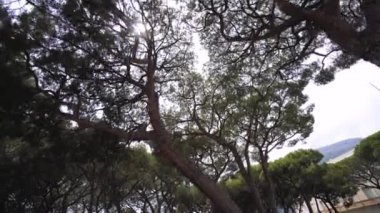 Eze 'deki yeşil park, Fransa, yaz Avrupa