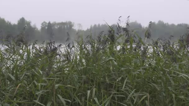 Mist over het meer bij dennenbos, zonsondergang Europa — Stockvideo