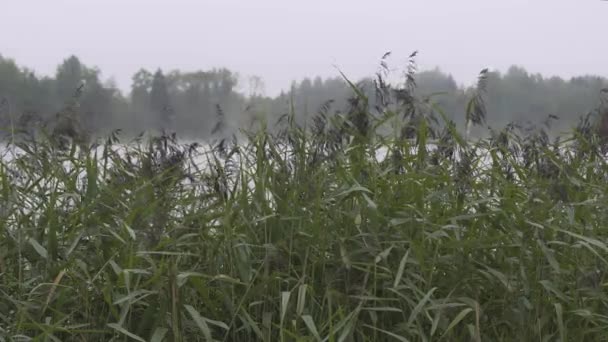 Nebbia sul lago vicino alla pineta, tramonto Europa — Video Stock