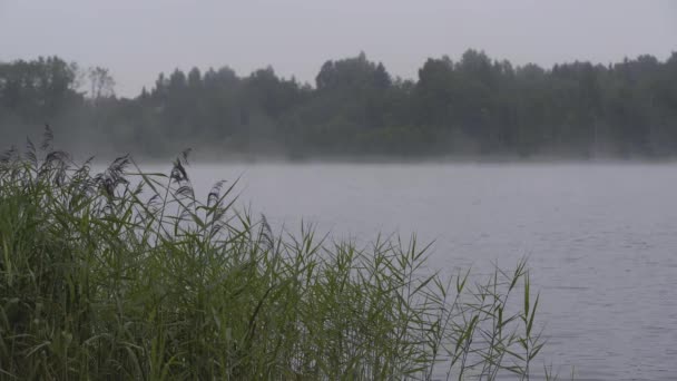 ヨーロッパの日没の松林の近くの湖の上の霧 — ストック動画