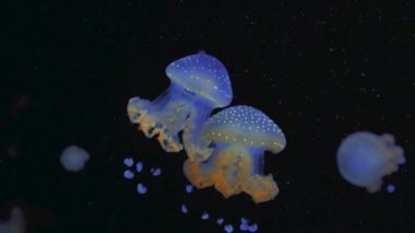 Derin mavi okyanusta parlak ışıkla denizanası