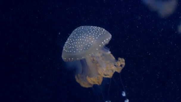 Kwallen in de diepblauwe oceaan met heldere verlichting — Stockvideo