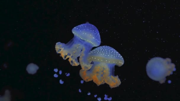 उज्ज्वल प्रकाश खोल निळा महासागरात जेलीफिश — स्टॉक व्हिडिओ
