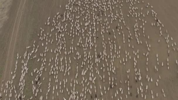 Un troupeau de moutons paissant dans les montagnes 4K Drone — Video