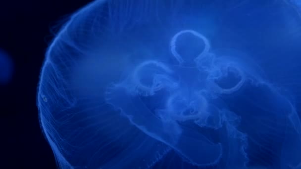 Medusas en el océano azul profundo con iluminación brillante — Vídeos de Stock