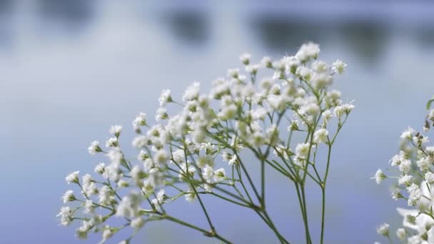 Flores blancas en el campo georgiano cerca de la montaña — Vídeo de stock