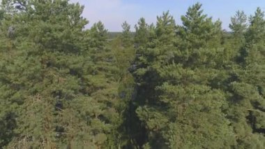 Sis Orman Gölü drone uçuş doğa sabah açık, güneş batıyor