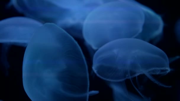 Медузи в глибокому блакитному океані з яскравим освітленням — стокове відео