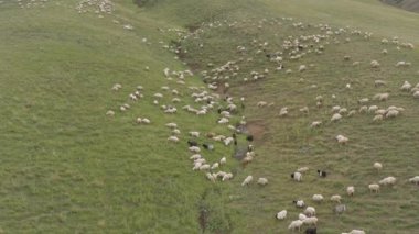 4 k dağda otlayan koyun sürüsü dron