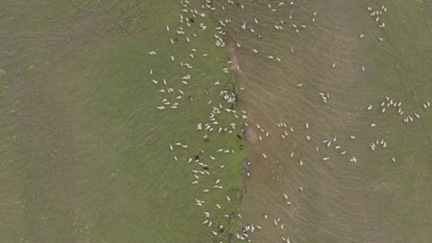 Ένα κοπάδι πρόβατα που βόσκουν στα βουνά 4k κηφήνας — Αρχείο Βίντεο