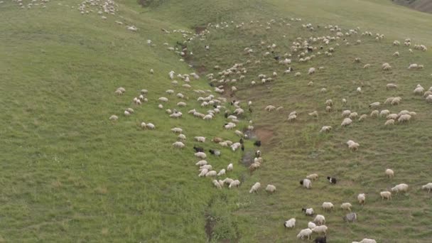 En flock av får som betar i bergen 4k Drone — Stockvideo