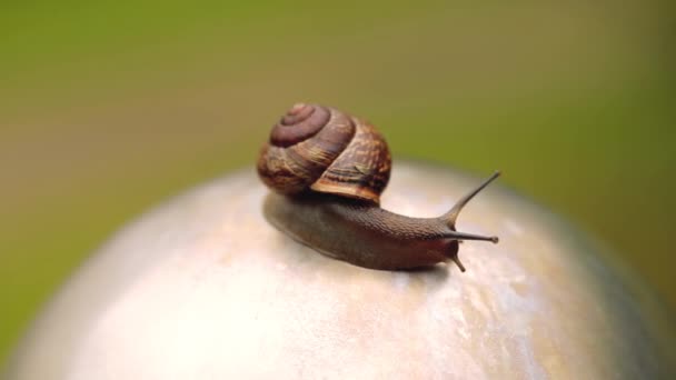 Escargot rampant sur une pierre dans Macro shot jour d'été — Video