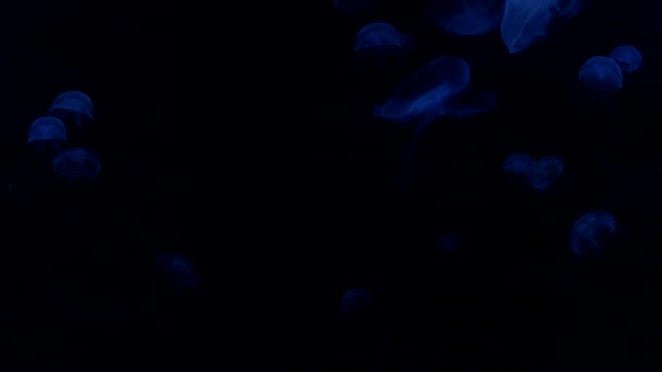 Medusas en el océano azul profundo con iluminación brillante — Vídeos de Stock