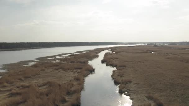Rivière Liepupe près de la mer Baltique et l'herbe jaune à Jurmala en Lettonie — Video