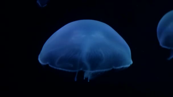 Medúzy v hlubokém modrém oceánu s jasným osvětlením — Stock video