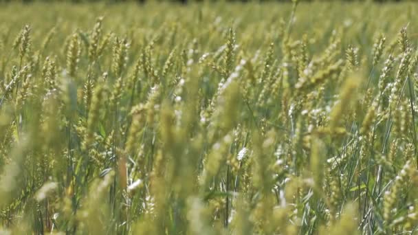 Centeio verde no campo de verão slow motion tiro — Vídeo de Stock