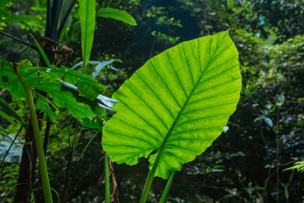 Green leaves in Asian tropical rainforest, Thailand — Stock fotografie