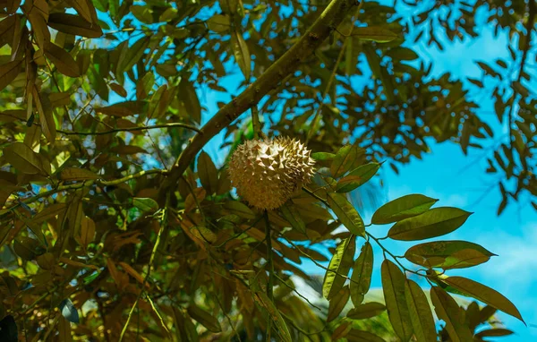 Albero durian, Foglie verdi e fruttati nella foresta tropicale asiatica, Thailandia — Foto Stock