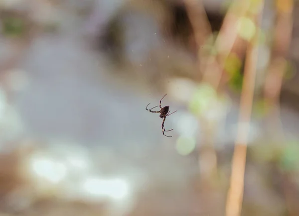 Паук в паутине в тропических лесах Азии — стоковое фото