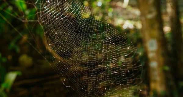 Tela de araña en la luz del sol en las ventanas de madera en casa perdida — Foto de Stock