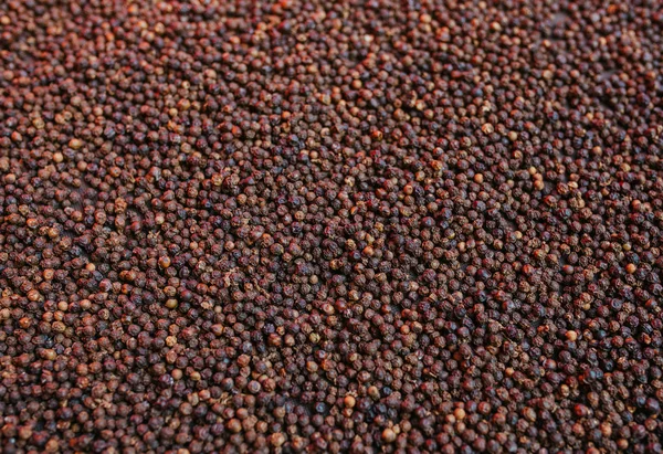 Zwarte peper granen gedroogd in zonnige dag — Stockfoto