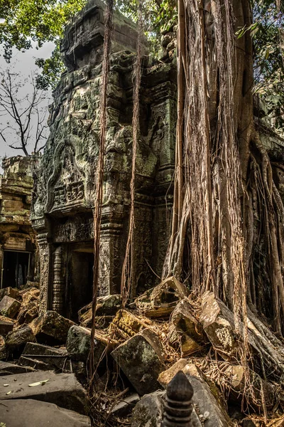 Les arbres poussent à travers les pierres au temple Angkor Wat au Cambodge — Photo