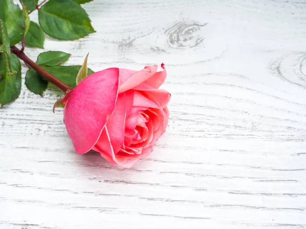 Rosa Rose zum Valentinstag — Stockfoto
