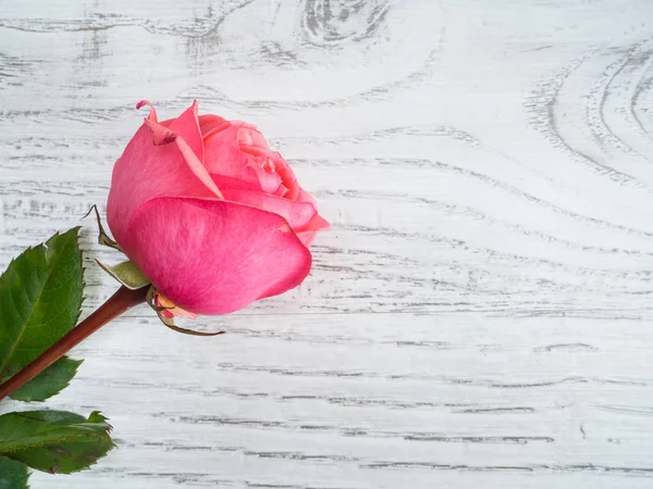 Rosa Rose zum Valentinstag — Stockfoto