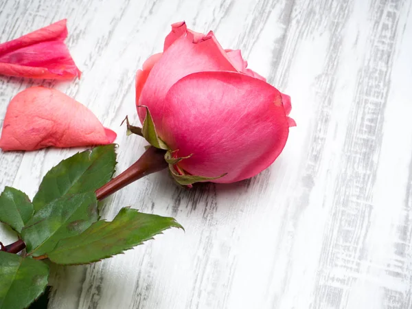 Rosa rosa para dia dos namorados — Fotografia de Stock