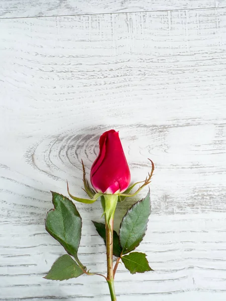 Rosa rosa para dia dos namorados — Fotografia de Stock