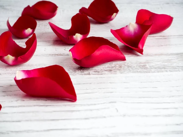 Rosa roja para el día de San Valentín — Foto de Stock