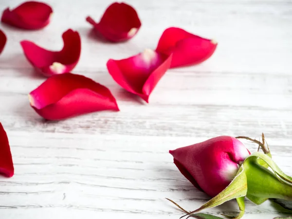Rote Rose zum Valentinstag — Stockfoto
