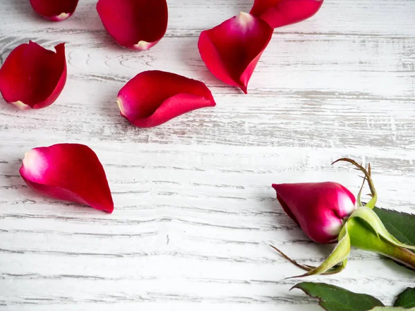 Красная роза на день святого Валентина — стоковое фото